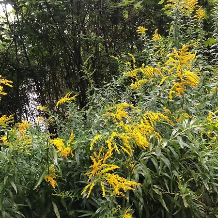 Słońce Mazur Kemping Dzwierzuty