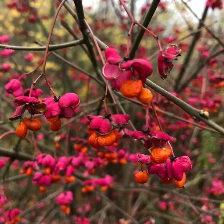 Slonce Mazur * Dzwierzuty